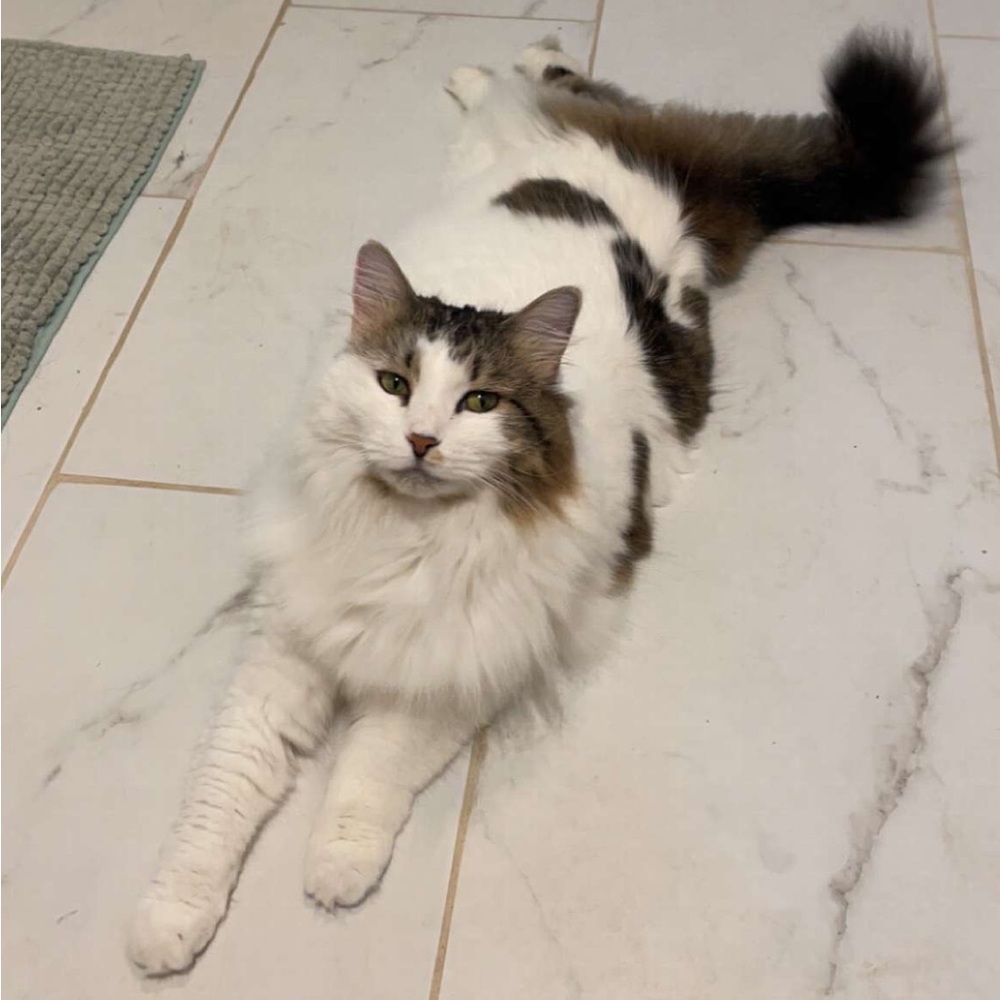 Meet your Posher, Morgan (Peep’s Boutique)